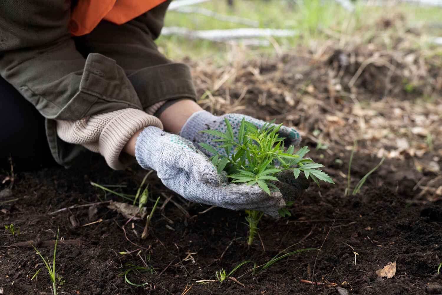 Best Tree Pruning Services  in Knoxvle, IL